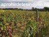 Bőven termő Kékfrankos szőlő eladó - Harka